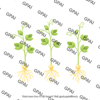 Pea sprout