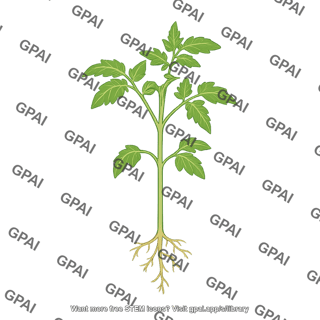 Tomato seedling