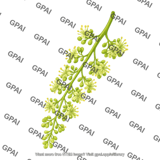Grapes flowering
