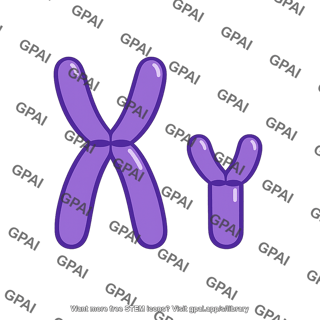 Xy chromosome pair