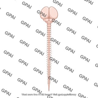 Mouse brain dorsal view with spinal cord