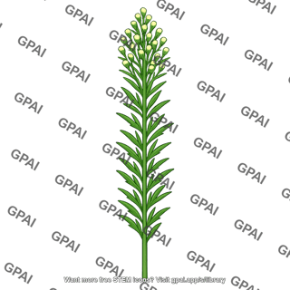 Horseweed