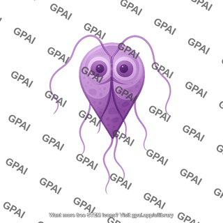 Giardia lamblia trophozoite