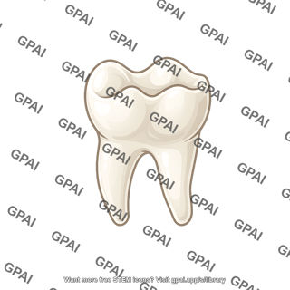 Mouse teeth molar m2