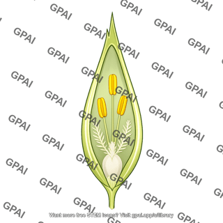 Wheat floret triticum aestivum