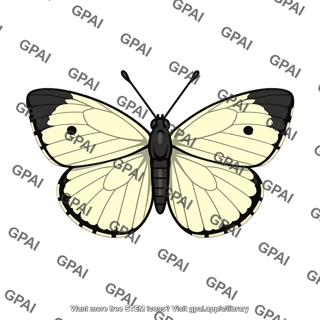 Pierid butterfly