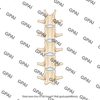 Rat lumbar vertebrae dorsal view