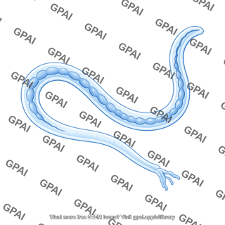 C. elegans male gi tract