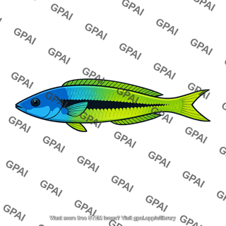 Blue headed wrasse male