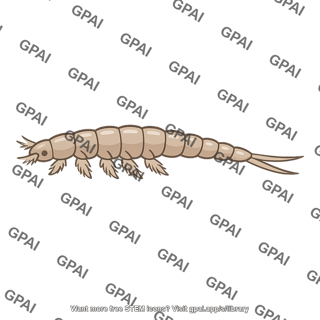 Freshwater invertebrate