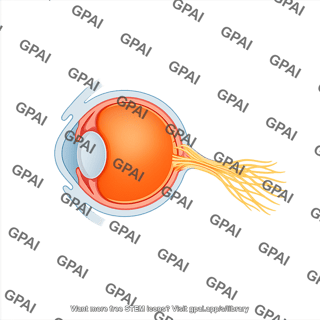 Octopus eye sagittal