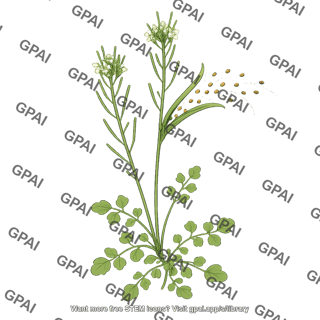 Exploding cardamine hirsuta fruit