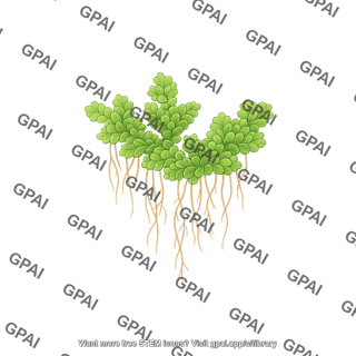 Azolla fern with roots
