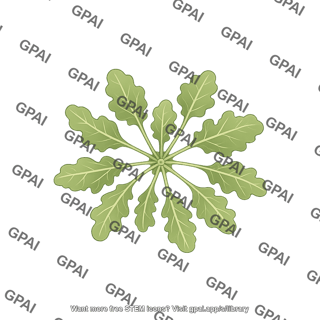Arabidopsis rosette mutant 2