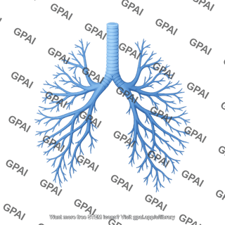 Dolphin respiratory tree dorsal