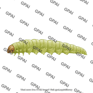 Tuta absoluta larva
