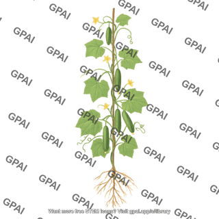Cucumis plant