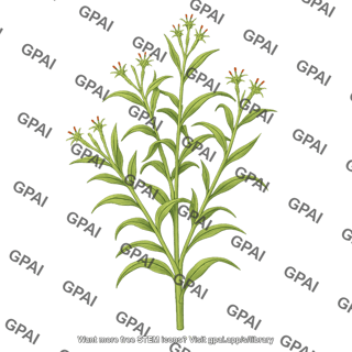 Corn teosinte 01