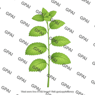 Mint plant branch