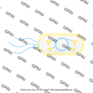 Phage display circle