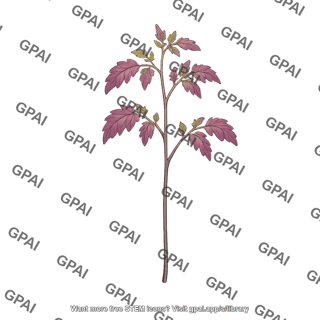 Tomato young plant atv mutant