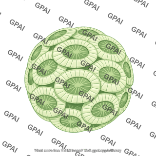 Emiliania huxleyi coccosphere