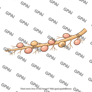 Legume root nodule