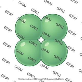 Tetrad coccus