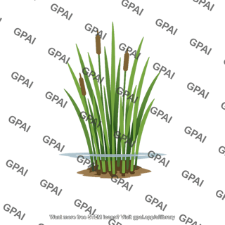 Emergent vegetation