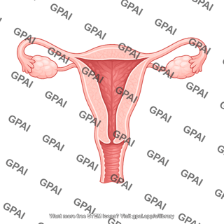 Horse uterus cut 747