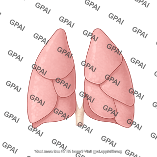 Dog lungs dorsal lobes spread