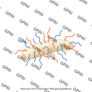 Entomogenous nematode life cycle 2. infected larva cadaver