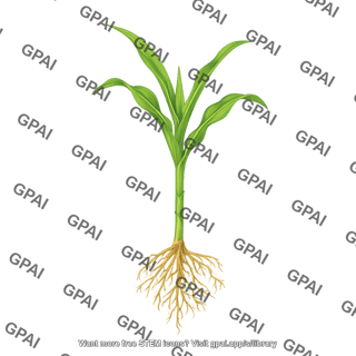 Corn v7 v10
