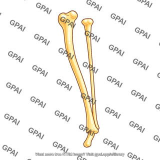 Mouse leg bone tibia fibula lateral