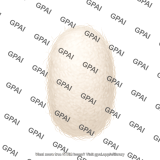 Silk cocoon