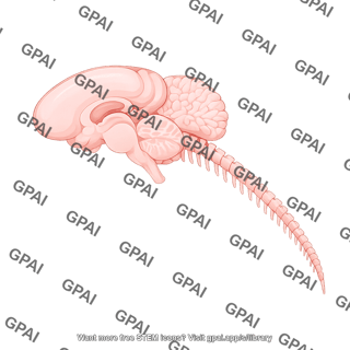 Mouse central nervous system lateral