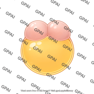Zebrafish embryo 02b. 2 cell stage cross section