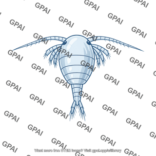 Marine calanoid copepod