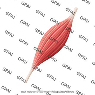 Mouse soleus lateral