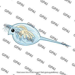 Water flea tail spined