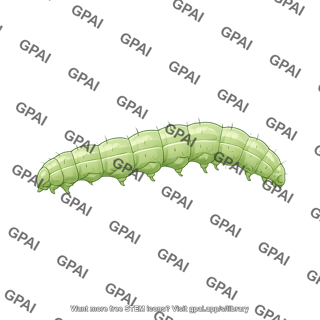Cabbage looper trichoplusia ni