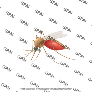 Mosquito anopheles feeding
