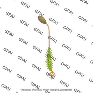 Moss capsule spore