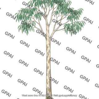 Eucalyptus tree