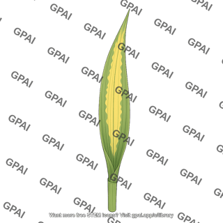 Corn leaf with nitrogen deficiency