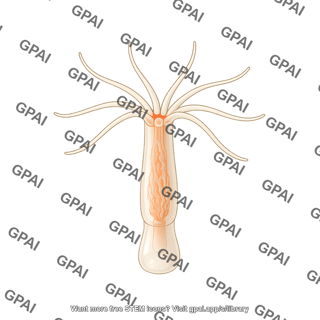 Starlet sea anemone nematostella vectensis