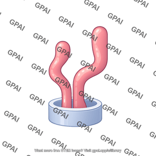 Type 2 secretion system gspf