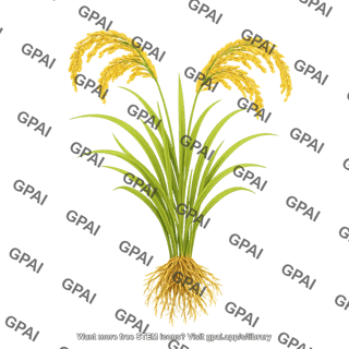 Rice plant mature with roots