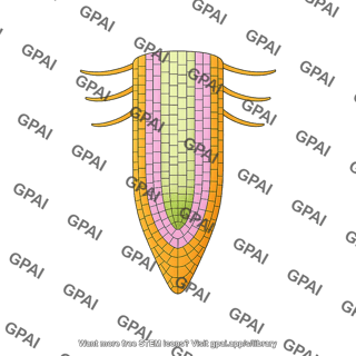 Root tip cross section
