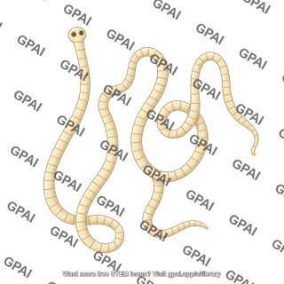 Rat tapeworm hymenolepis diminuta adult